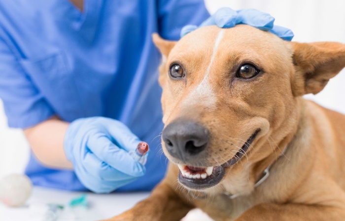 Goddard Veterinary Group: A Comprehensive Guide
